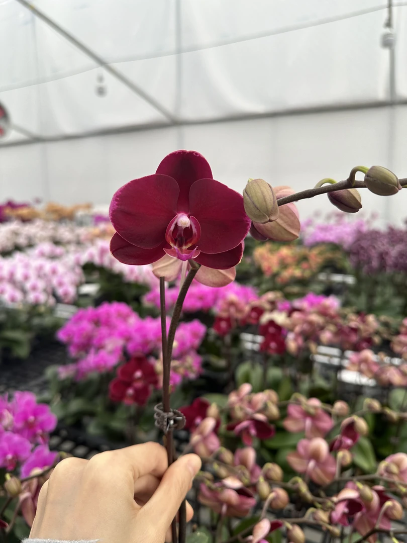 蝴蝶兰【黑红宝石】高端花卉高端摆设乔迁开店送礼送人