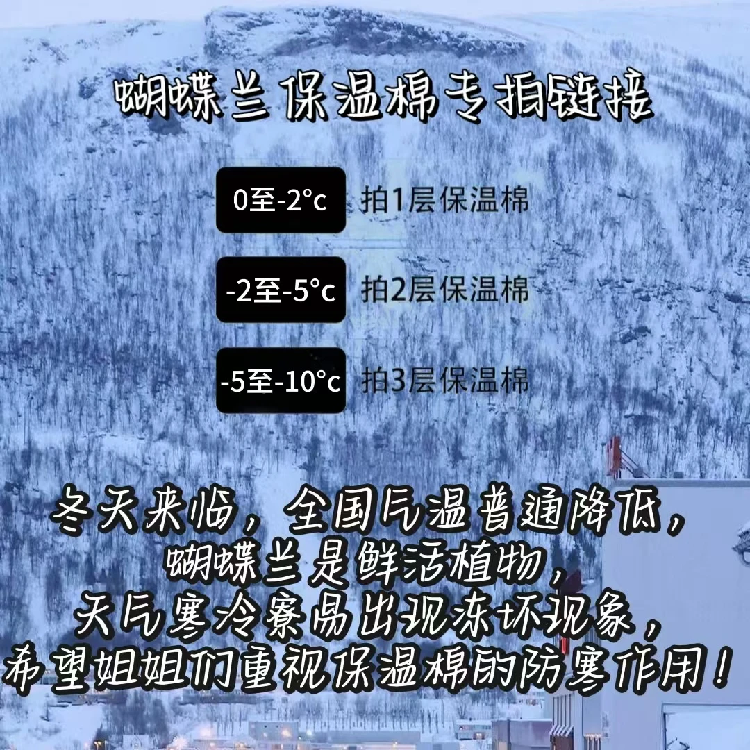 蝴蝶兰【保温棉】低于5度拍！防寒防水防冻蝴蝶兰发货专用保温材料!