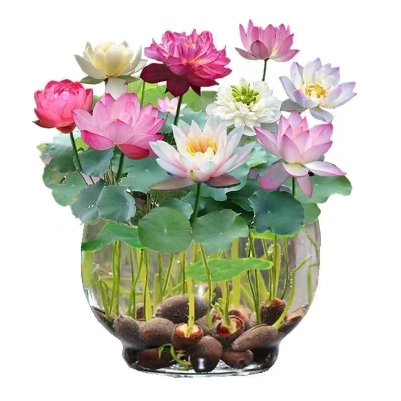 【水培莲花种子】盆栽无土水培莲花四季开花水养赠营养液