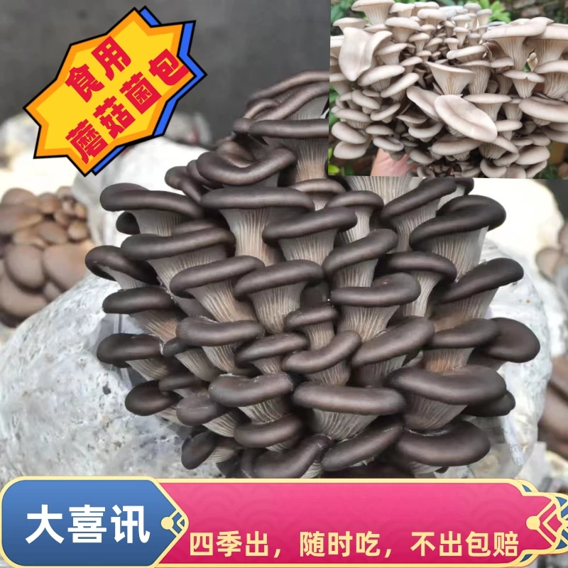 【不出包赔3包】蘑菇菌包食用菌菌种蘑菇种植盒蘑菇种子家庭