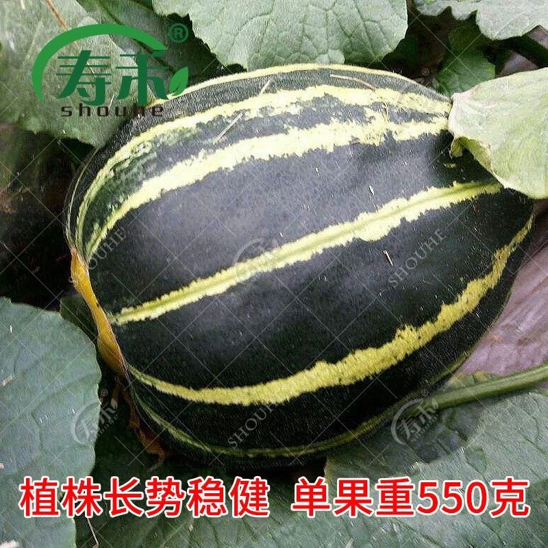 原装八里香甜瓜种子中早熟蔬菜瓜果种子籽香味浓特甜蜜瓜小院家