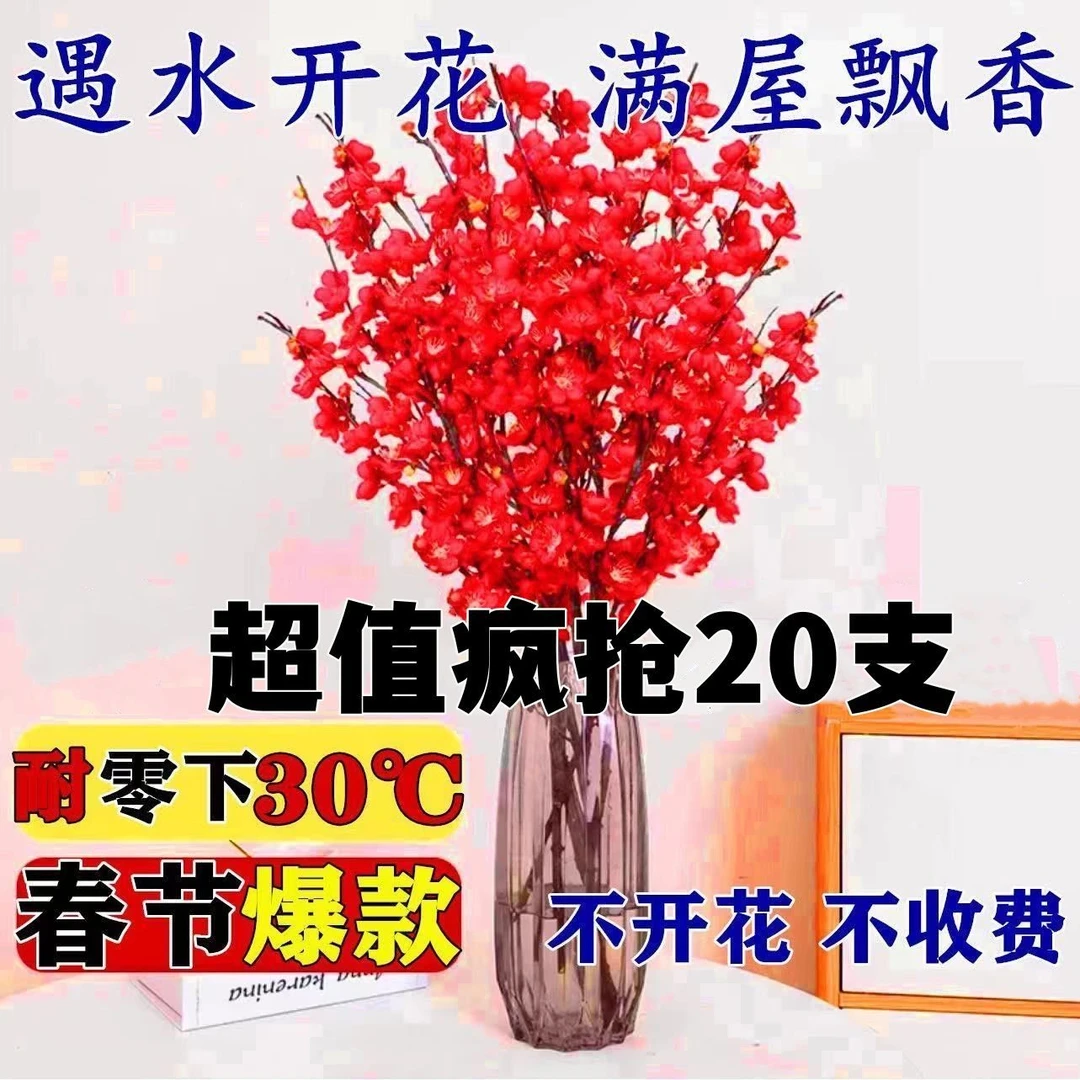 【遇水开花】新年装饰梅花枝遇水开花冬季室内水培梅干枝年宵花卉