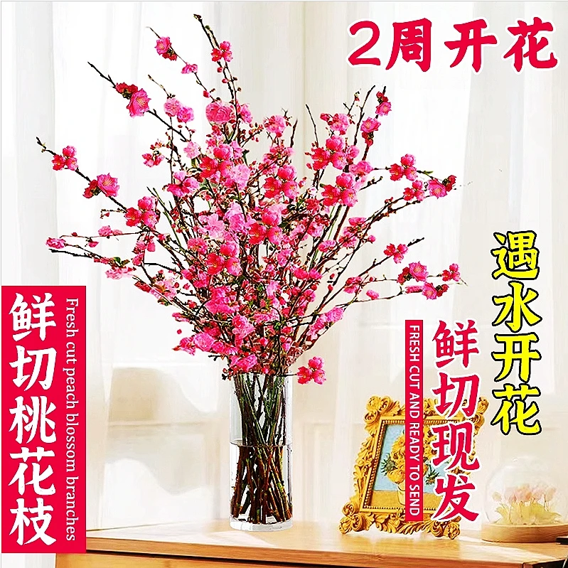 鲜切桃花枝带花苞水培室内摆件花卉绿植遇水开花好养物桌面珍珠李