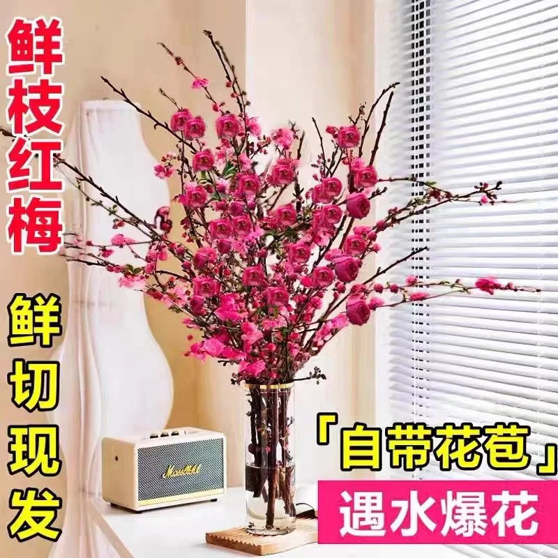 （年宵花卉）水培鲜枝红梅桃花室内水养耐寒好养鲜花枝阳台品种花