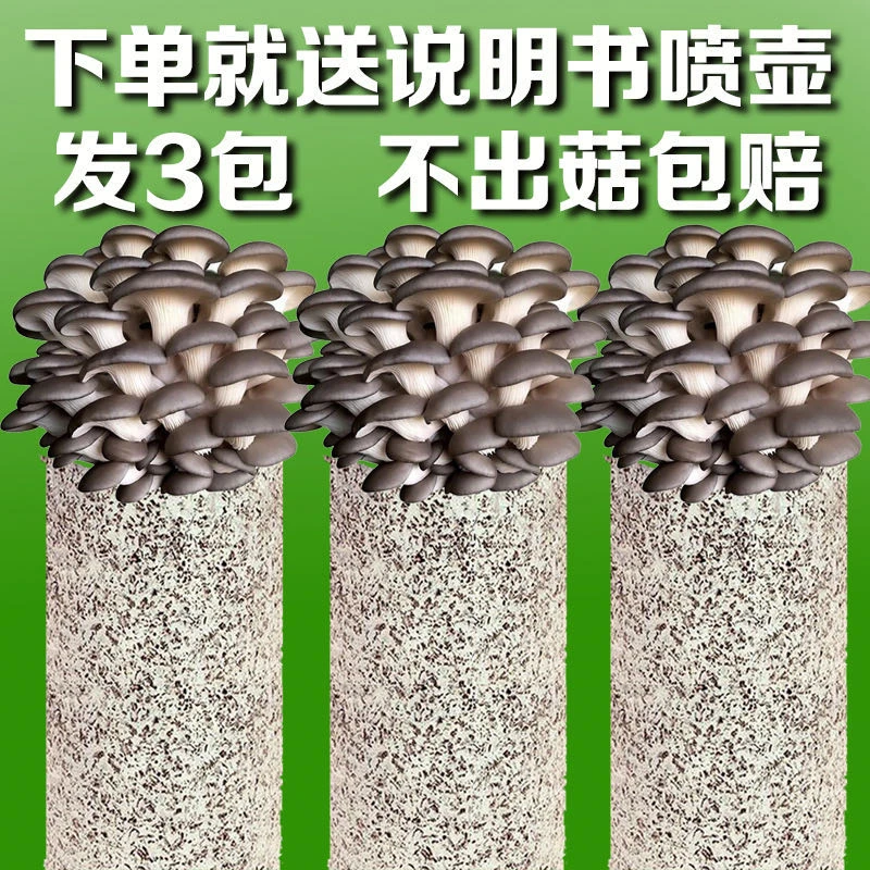 【不出菇包赔】家庭养植蘑菇菌包食用菌棒蘑菇包食用平菇菌包5斤
