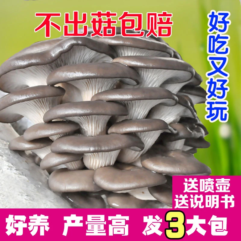 【大菌包发三包 】蘑菇菌包家庭种植食用菌棒蘑菇种植包平菇菌种