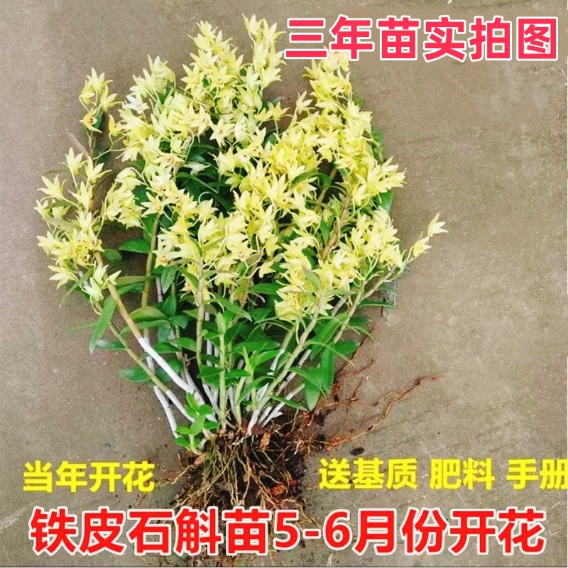 铁皮石斛苗春季开花雁荡山石斛种植苗观赏绿植可食用煲汤室内盆栽