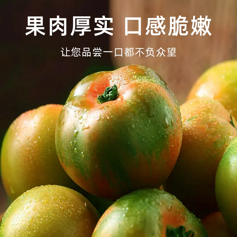 盘锦正宗碱地柿子铁皮西红柿草莓番茄口感酸甜美味多汁新鲜采摘