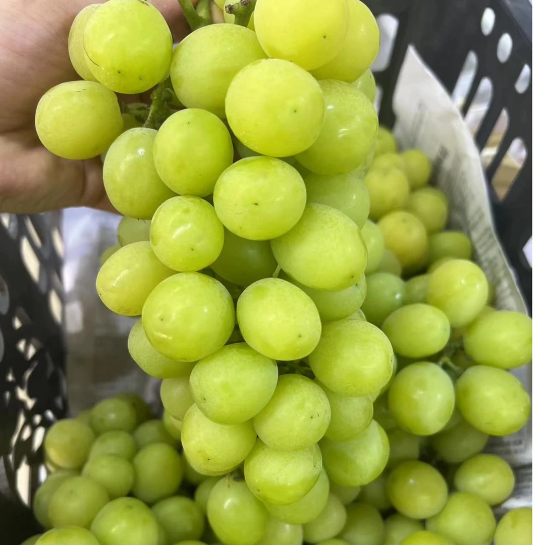(特惠）B级阳光玫瑰葡萄