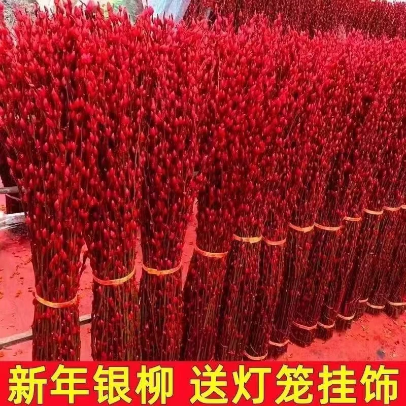 喜庆红招财银柳真花鲜枝耐寒年宵花水培花卉室内客厅生长四季植株