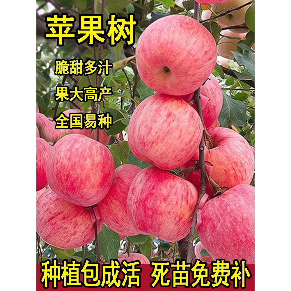 苹果树苗盆栽南方北方种植地栽冰糖心苹果苗活苗矮化果树当年结果
