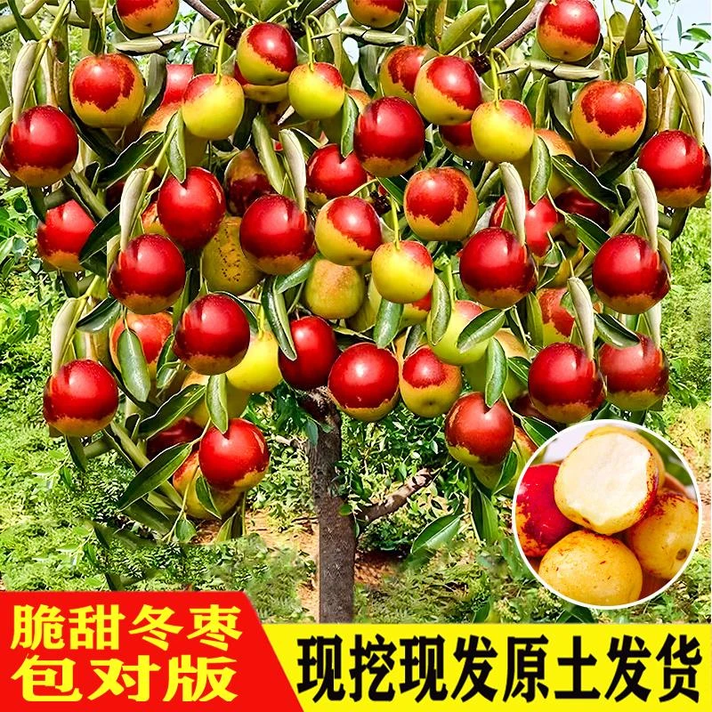 枣树活苗带土球冬枣嫁接北方南方种植庭院葫芦果树果苗盆栽树苗