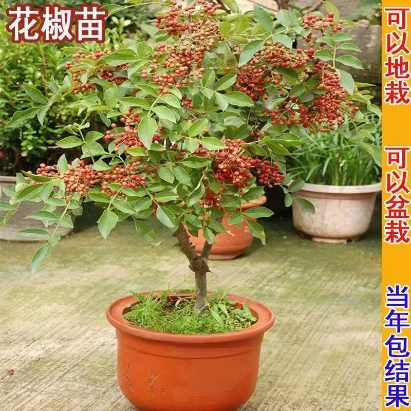 花椒树苗大红袍花椒苗四川食用麻椒苗盆栽地栽无刺高产种盆景花椒
