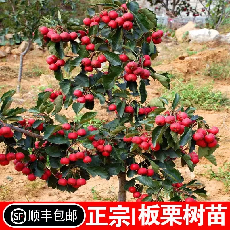 山楂树活苗甜红子山里红南方北方庭院种植耐寒水果树果苗当年结果