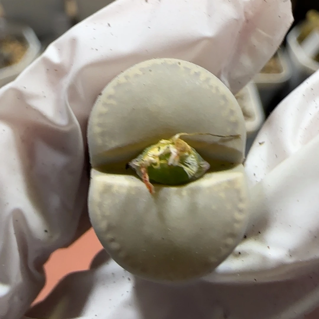 1102J。上播福利。小列岛。9031