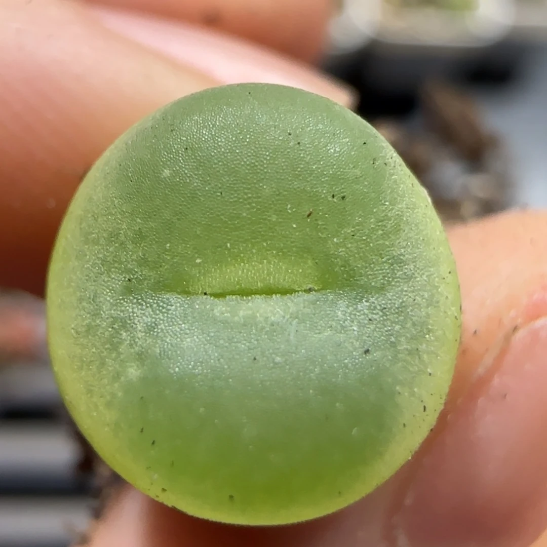 0823 F 上播福利 拉登 9025