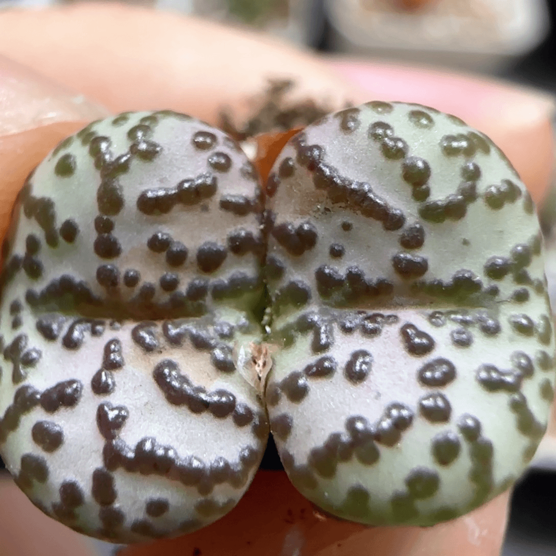 0728 F 无人福利 安贞 9016