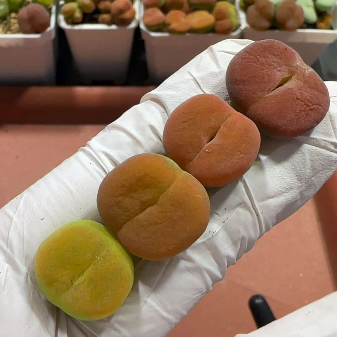 半***亮8.16Y福利，蟠桃9024