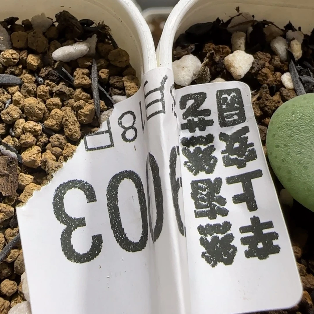 0818 F 上播福利 毛饼*2 9003