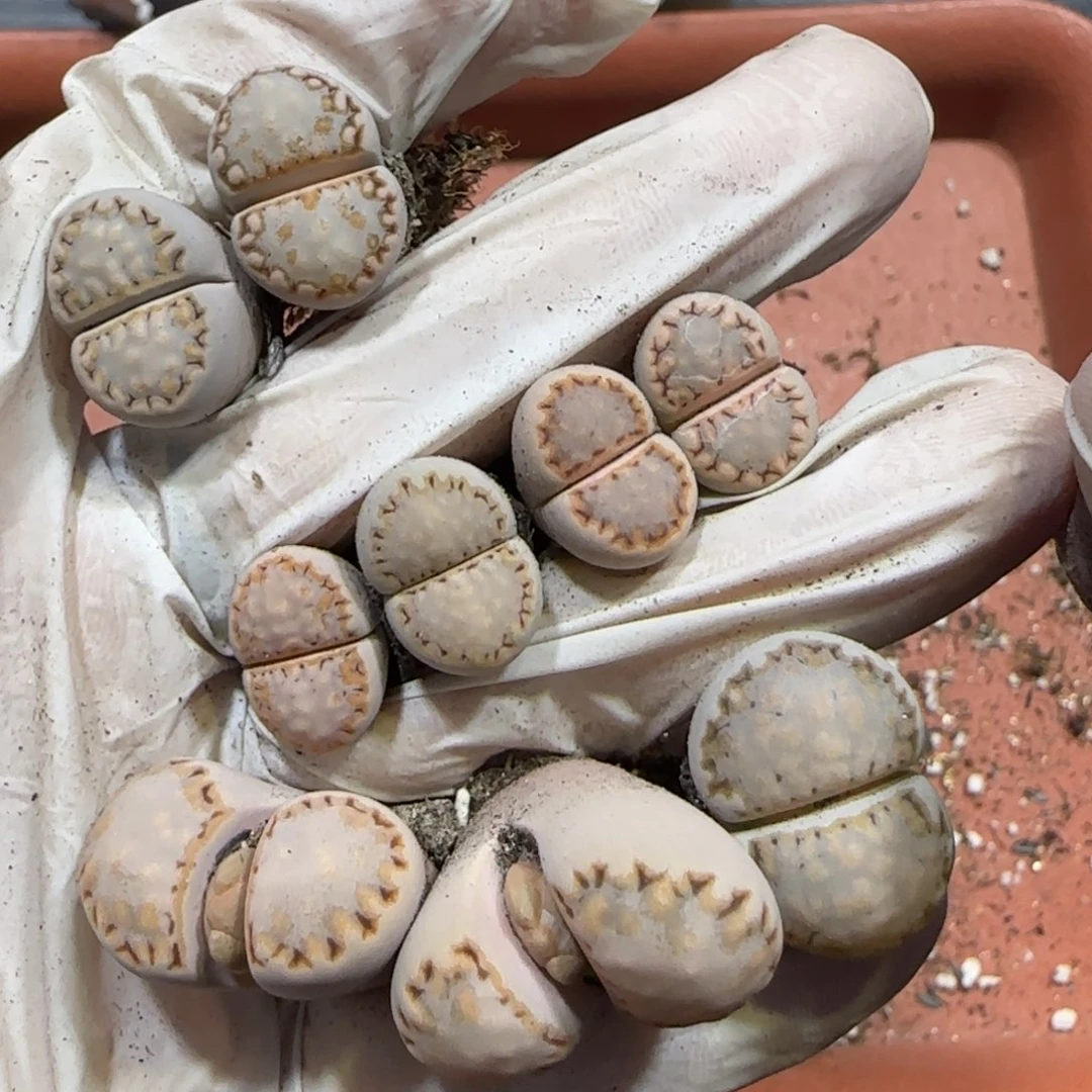 小*?多肉。1027J。饼干。9039