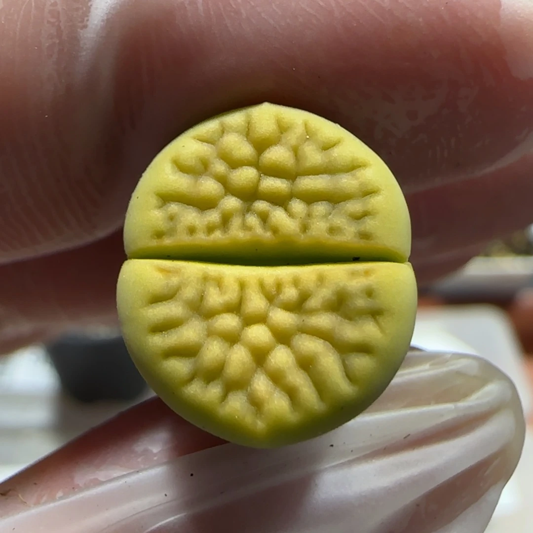 1104。黄巴里一颗 9049