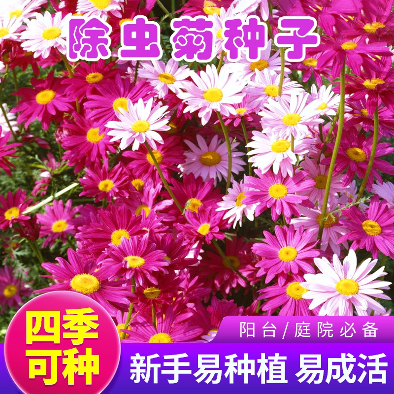 多年生花种籽春夏盆栽简单种植发芽生长除虫菊种子 FSL-1