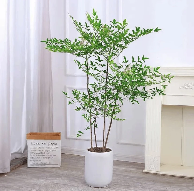 【带老桩根】南天竹|植物国风绿植好养室内装饰高端寓意吉祥