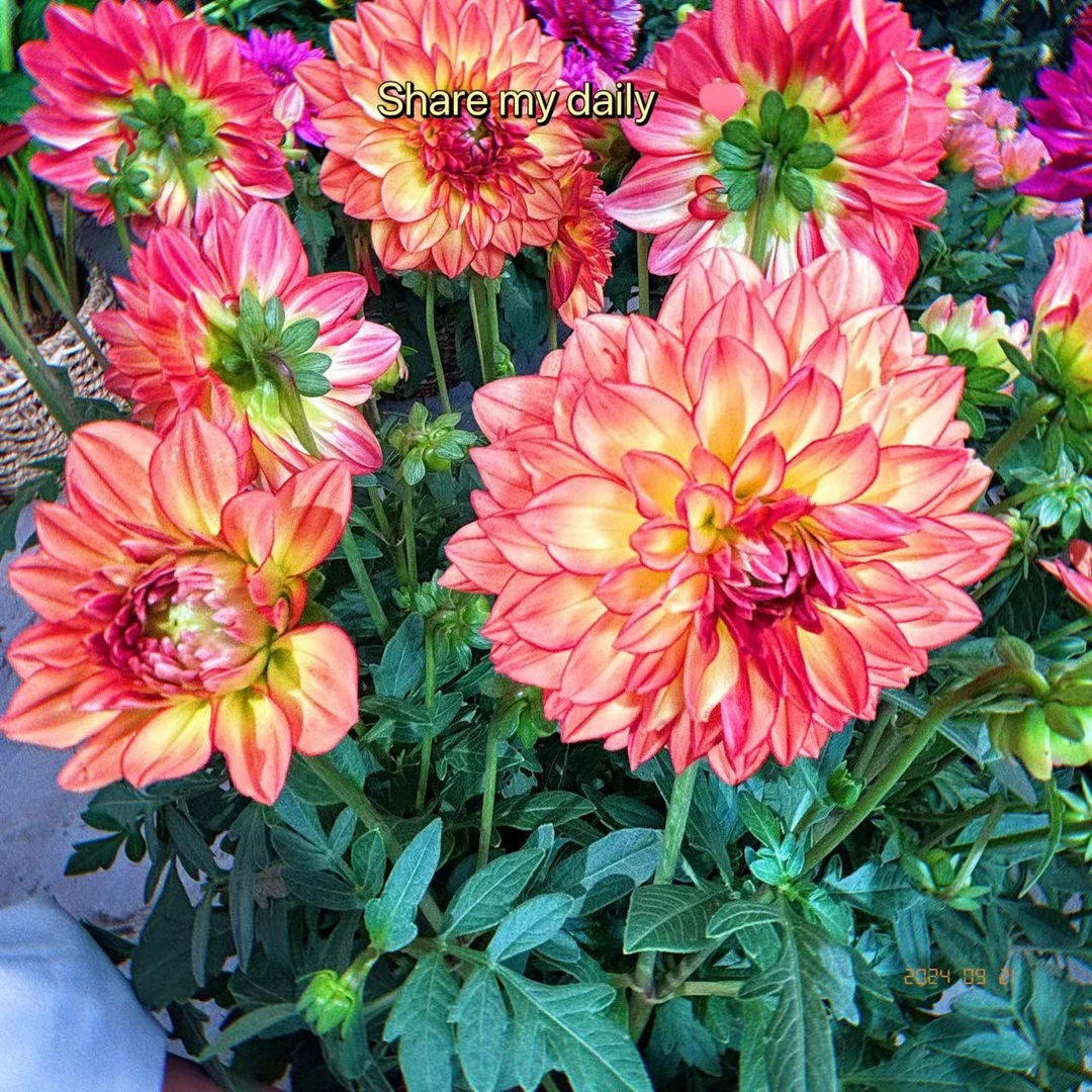 【粉黛色+太阳+紫玲珑】菊花盆栽好养易活多年生四季开花生长