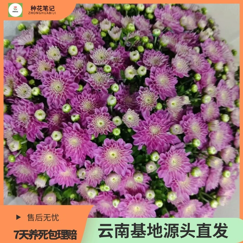 【糖果甜心】球菊盆栽绿植北欧好养带花带花苞开花四季生长种花植株