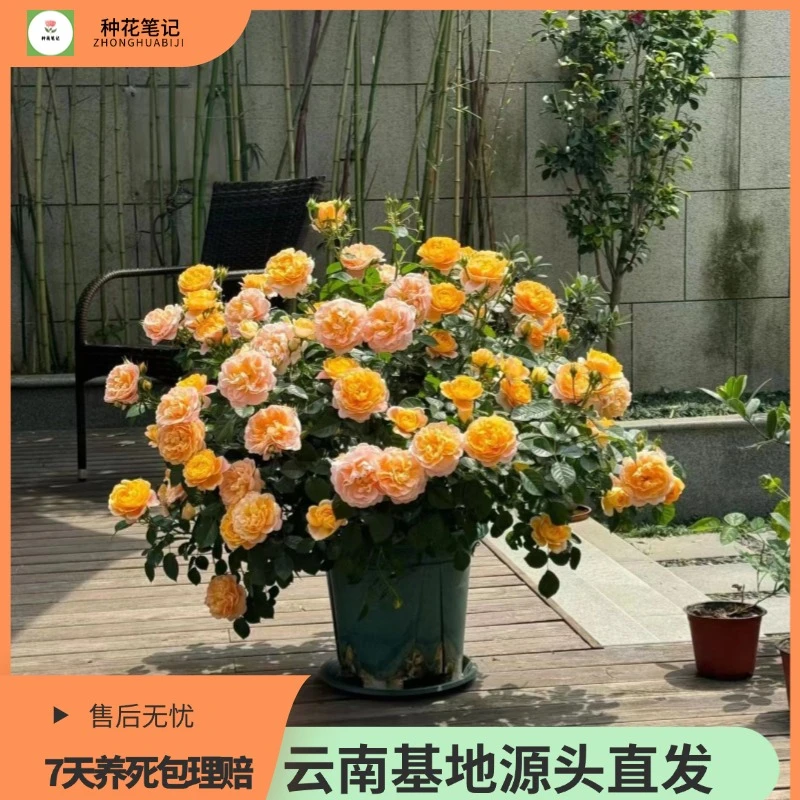 【果汁阳台】 1加仑高品质月季盆栽基地直发室内室外好养活四季开花