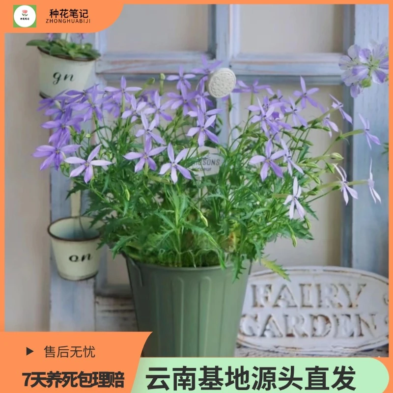 【彩星花】成品盆栽大苗带花同瓣草花量大开花机器小海星花期长