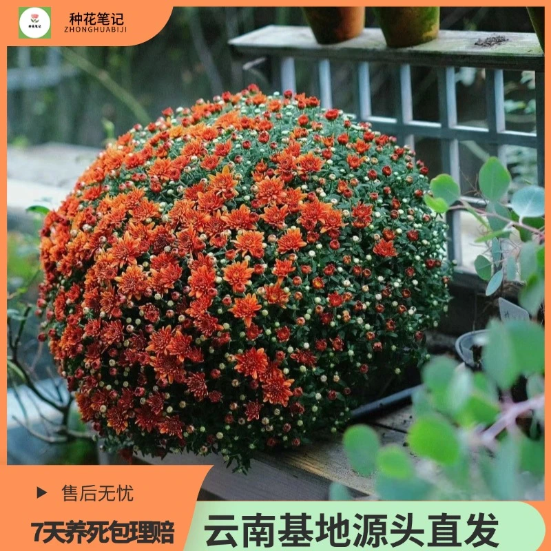【光束热情】球菊盆栽绿植北欧好养带花带花苞四季开花