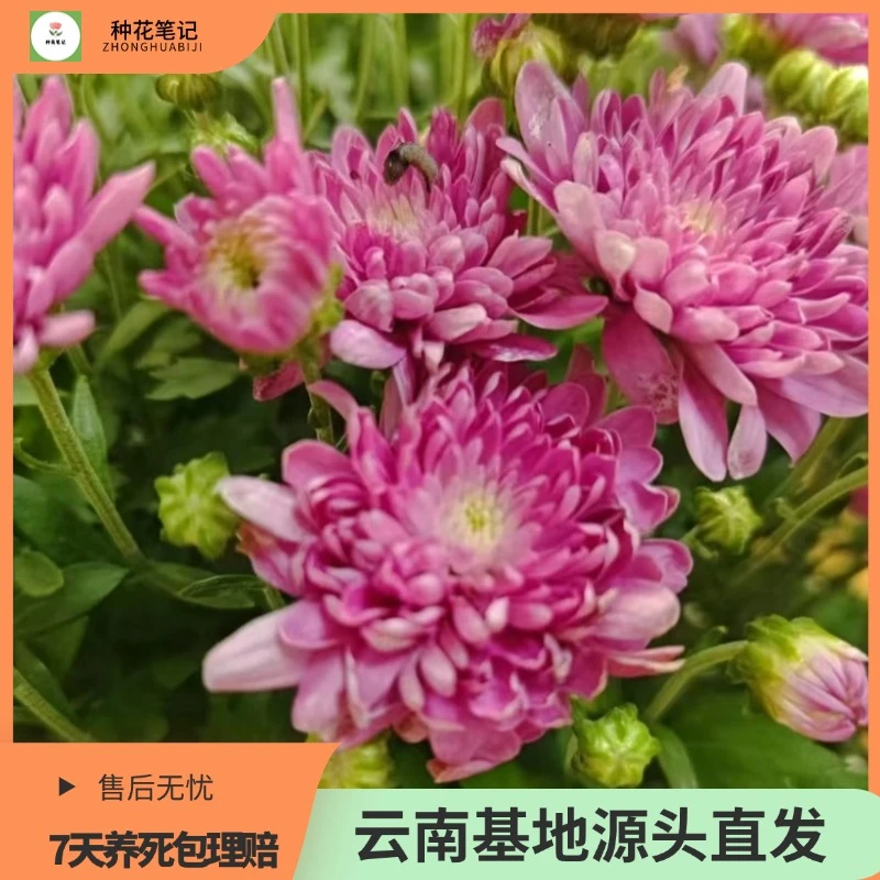【流光】球菊盆栽绿植北欧好养带花带花苞四季开花发货活动施肥生长