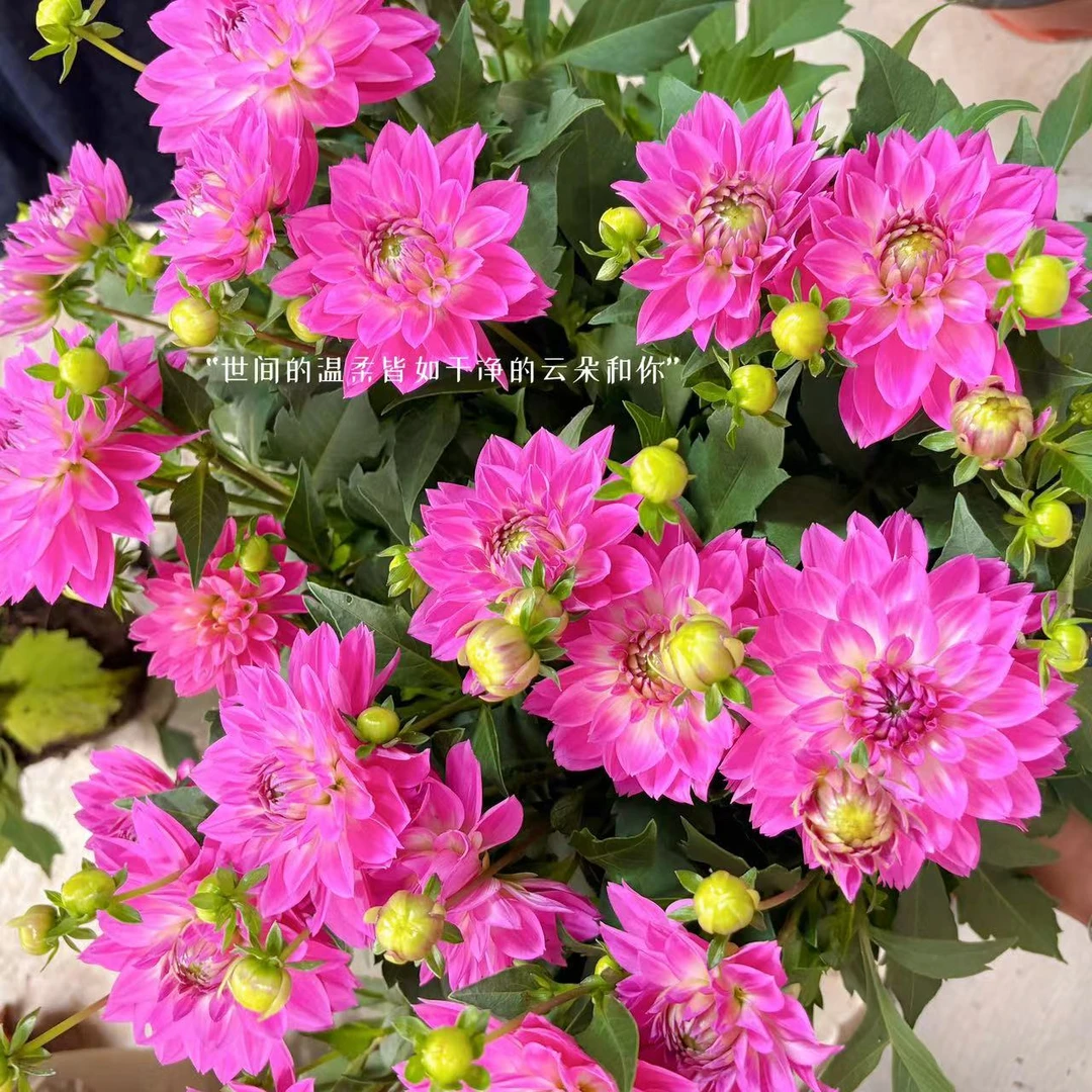 【大丽花热卖色随机颜色】菊花盆栽好养易活多年生四季开花生长植株