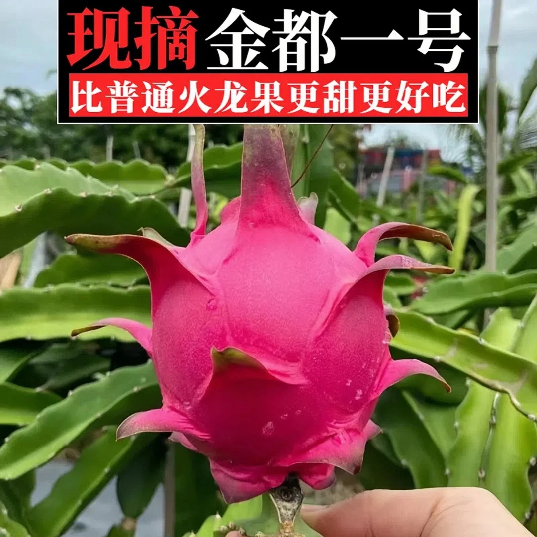 广西火龙果金都一号红心红肉香甜皮薄多汁红龙水果新鲜口感清甜