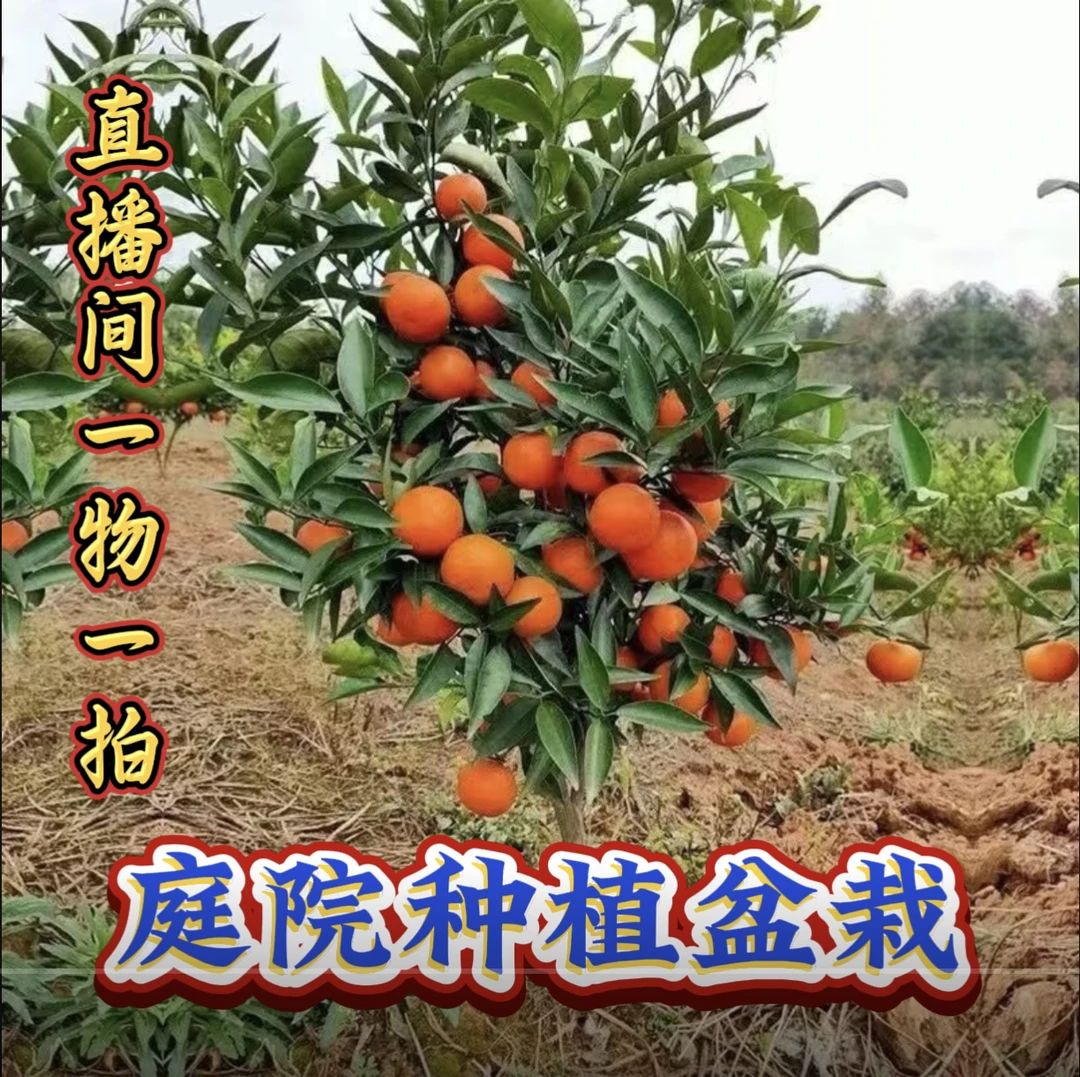 庭院必种盆栽植物（一物一拍）