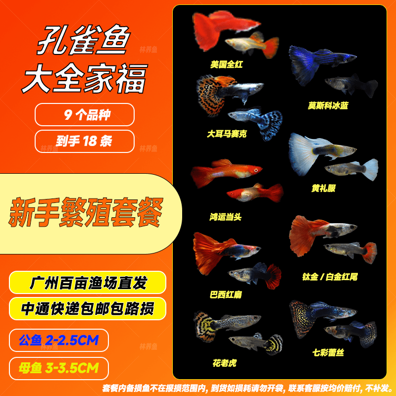 孔雀鱼 大全家福 损耗按均价退款不补发