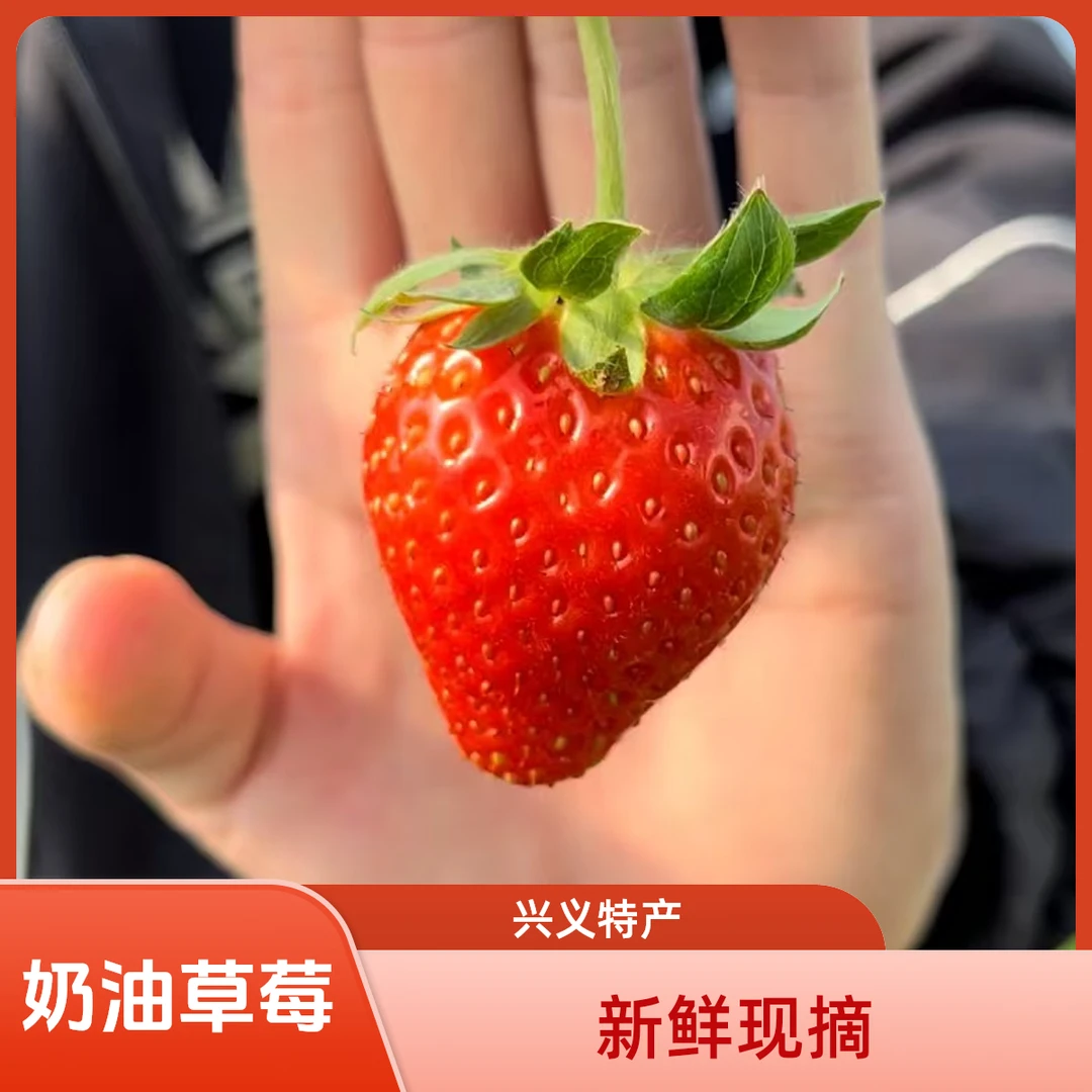 【贵州兴义本地现摘现发】奶油草莓 两斤装带框