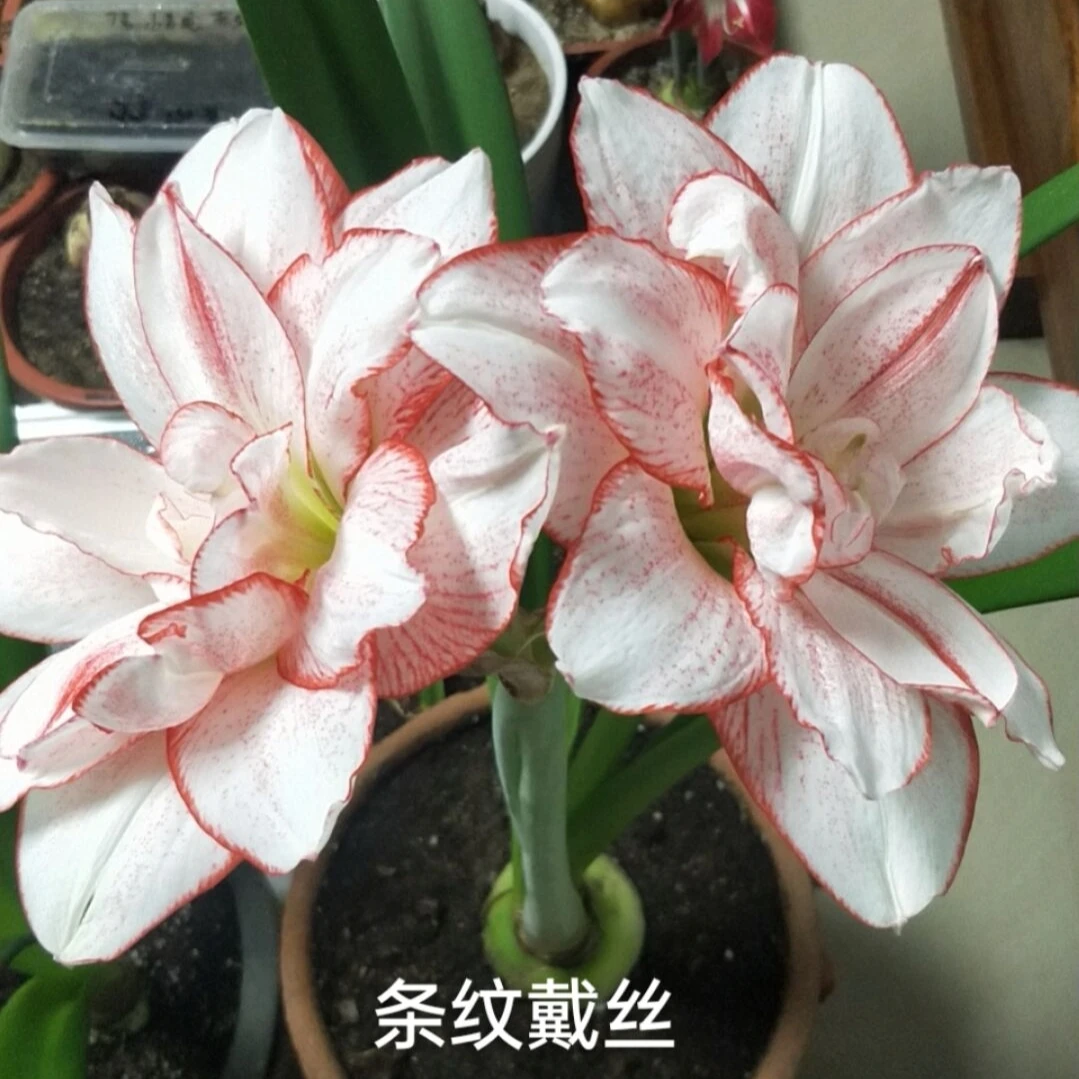 条纹小苗，带盆发，嫌小勿拍