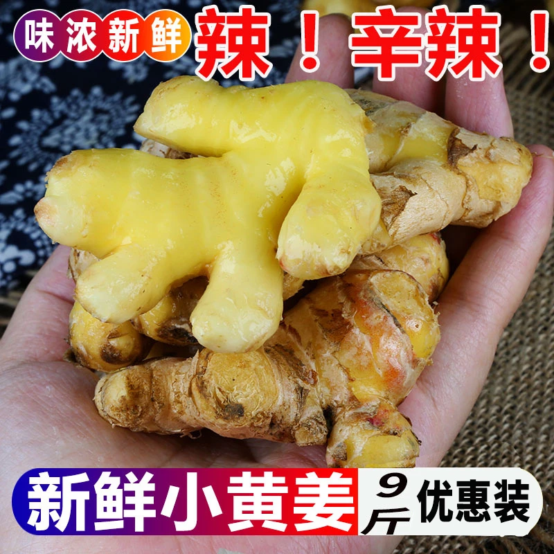 新鲜小黄姜广东生姜高山现挖沙姜9斤老姜土姜月子姜云罗平南蔬菜