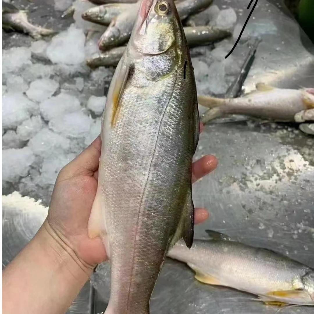 【粉丝专属】新鲜深海海捕大马友鱼3斤（4两-6两/条）不鲜包赔