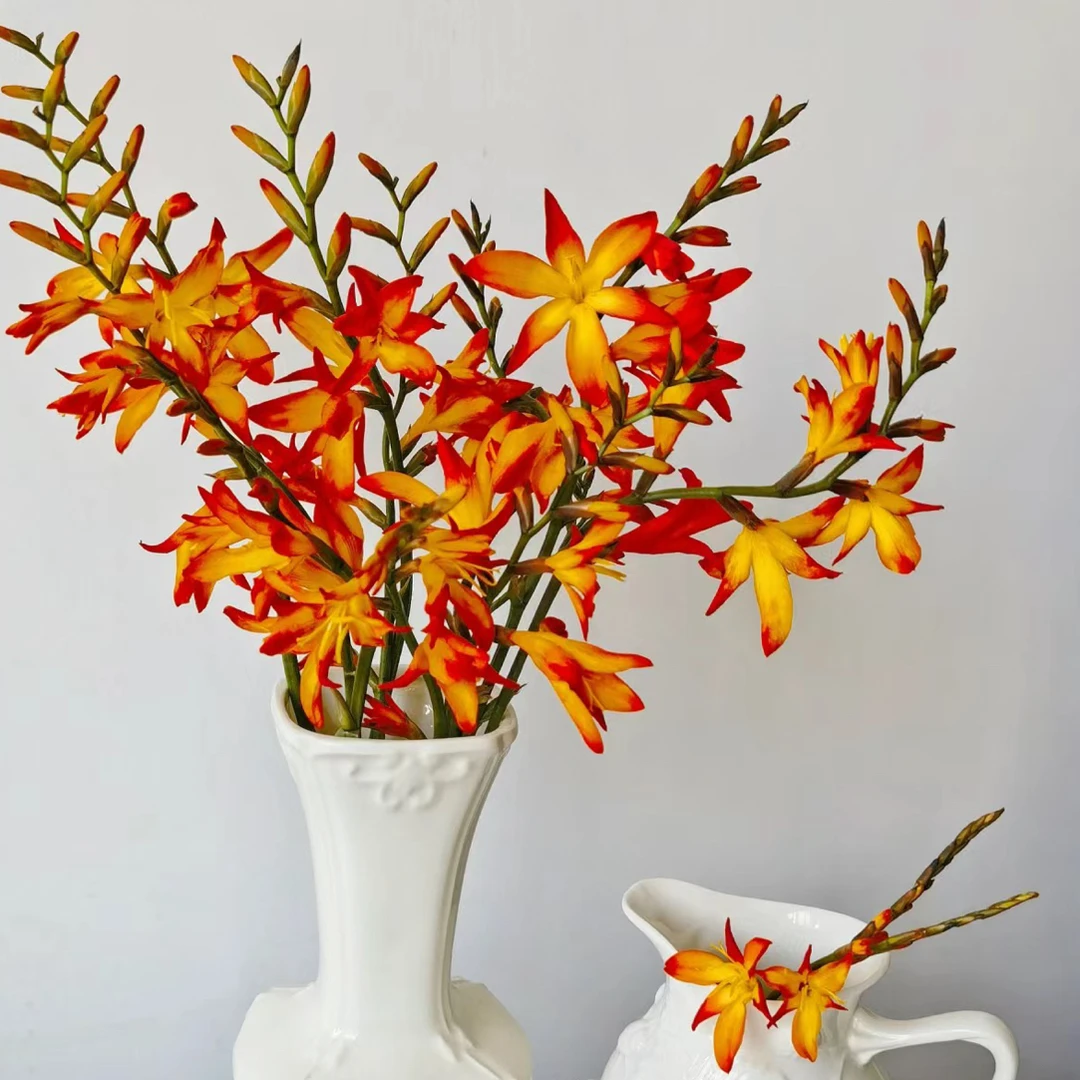 【迪迪鲜花】火焰兰 小众稀有花材 云南鲜花 基地直发