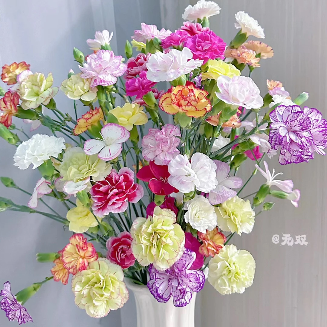【迪迪鲜花】康乃馨 小众稀有花材 云南鲜花 基地直发