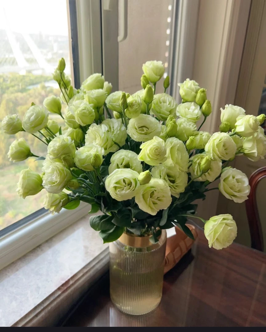 【迪迪鲜花】绿色洋桔梗 云南鲜花基地直发