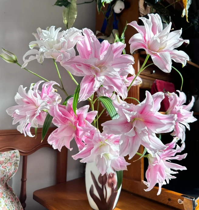 【迪迪鲜花】伊莎贝拉多头百合云南鲜花基地直发