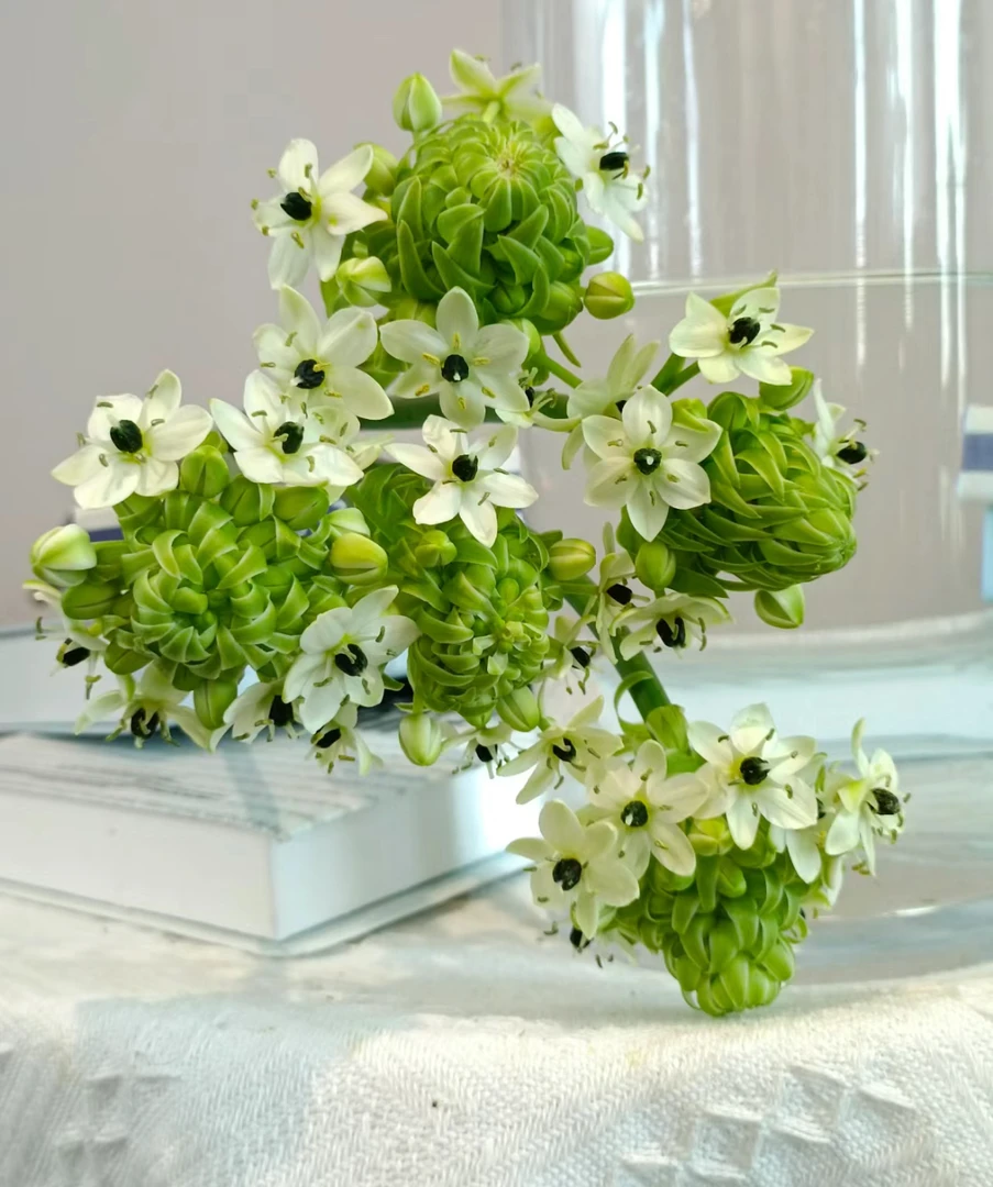 【迪迪鲜花】天鹅绒 云南鲜花 基地直发