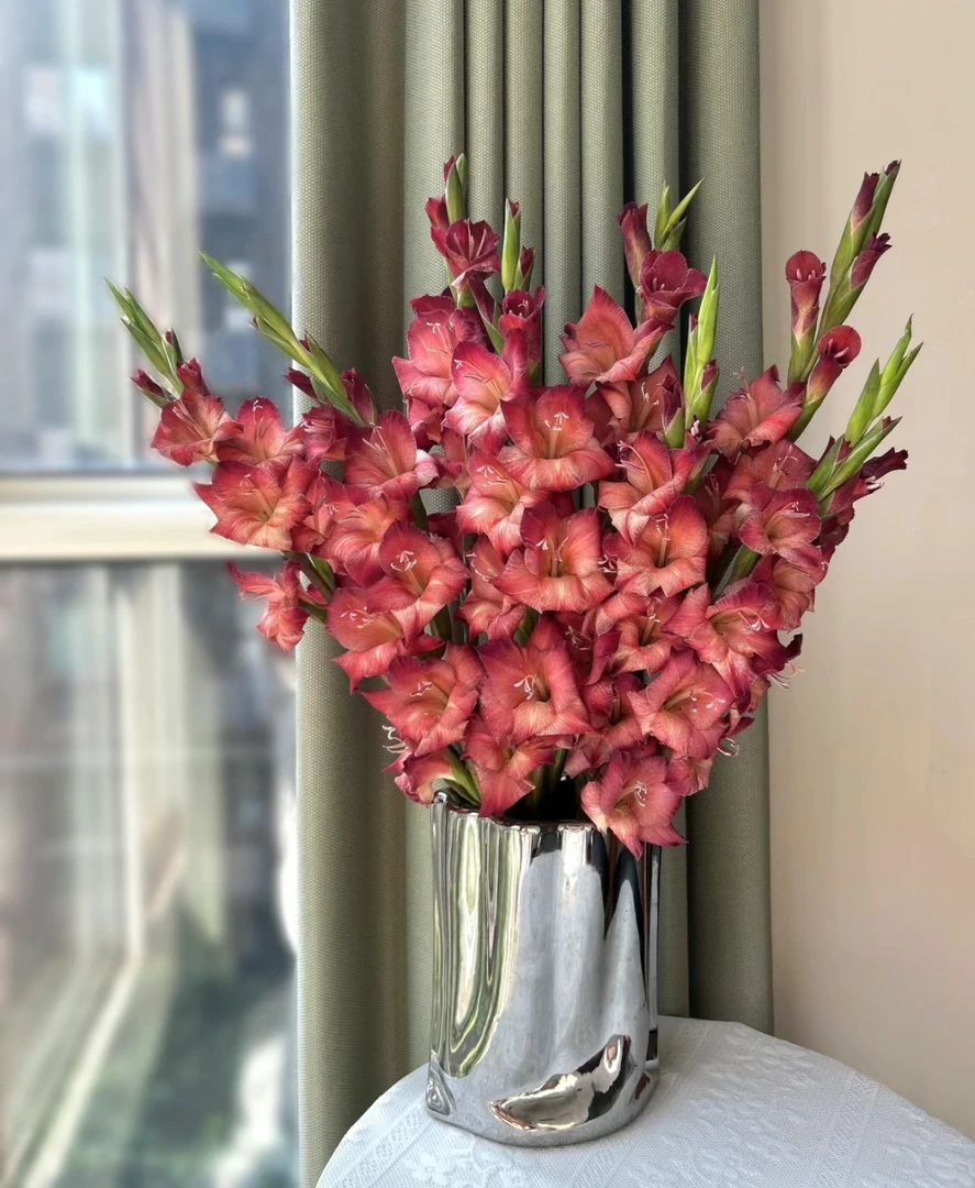 【迪迪鲜花】复古剑兰 ‘节节高升’云南鲜花 基地直发