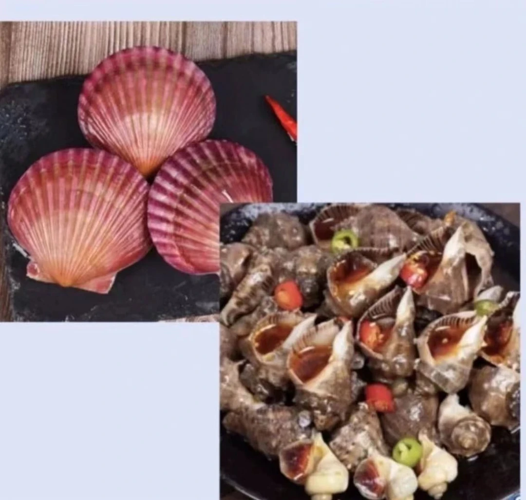 连云港发货鲜活海螺小红贝（包鲜不包活）