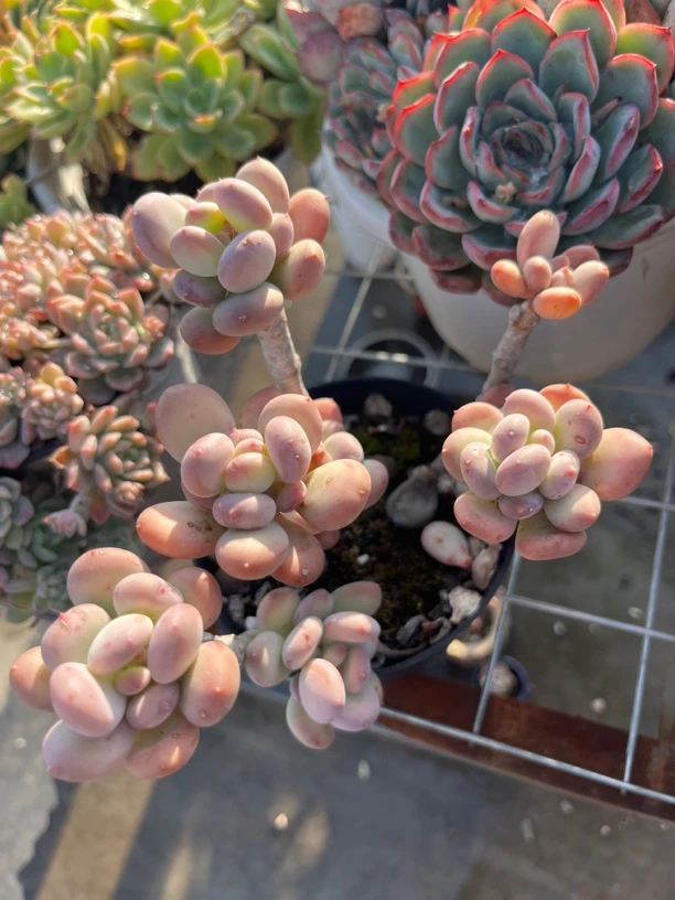 楼顶全露养多肉一物一拍