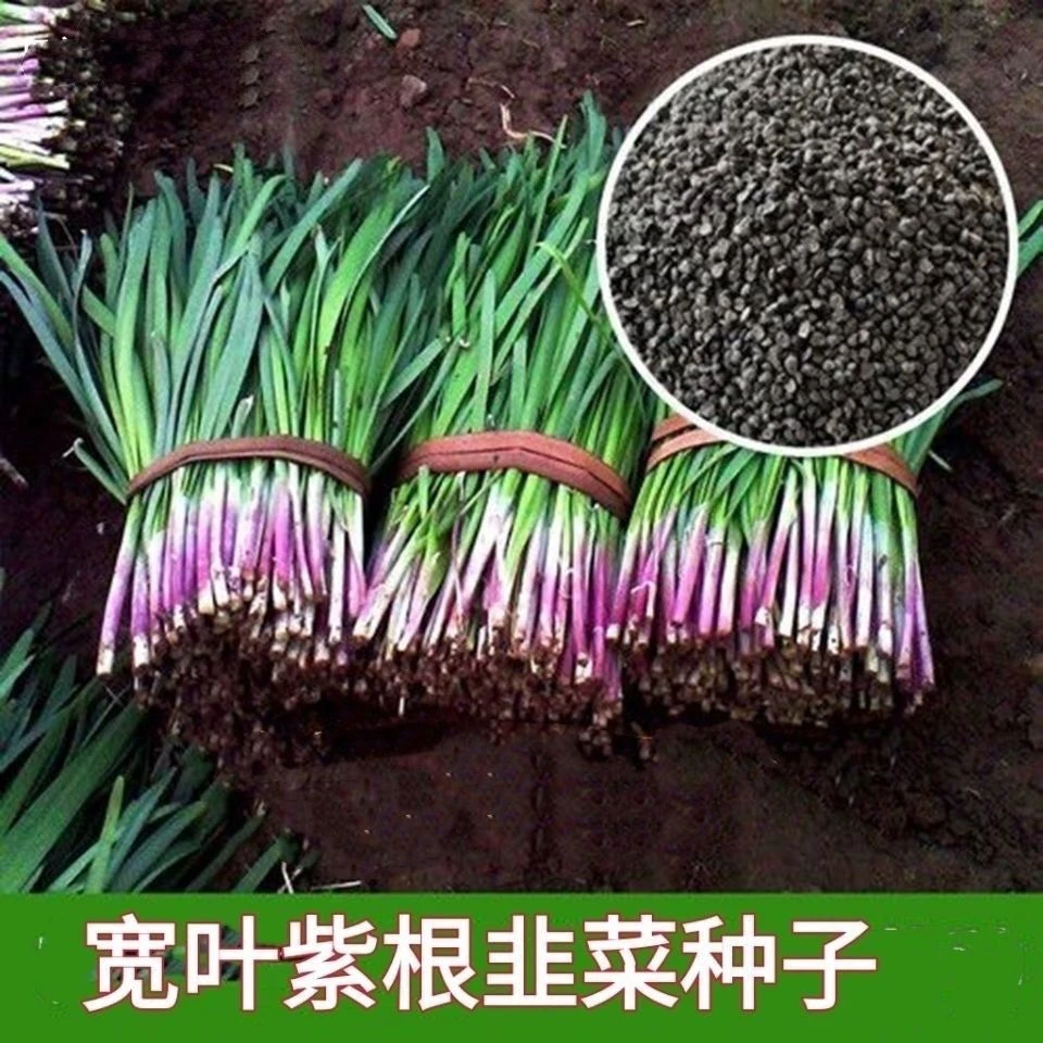 紫根韭菜种子四季可播宽叶韭菜籽蔬菜种子阳台盆栽室内外庭院易种